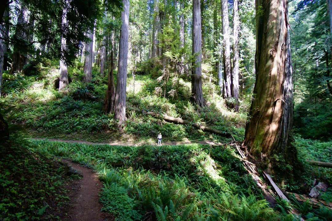 Image description